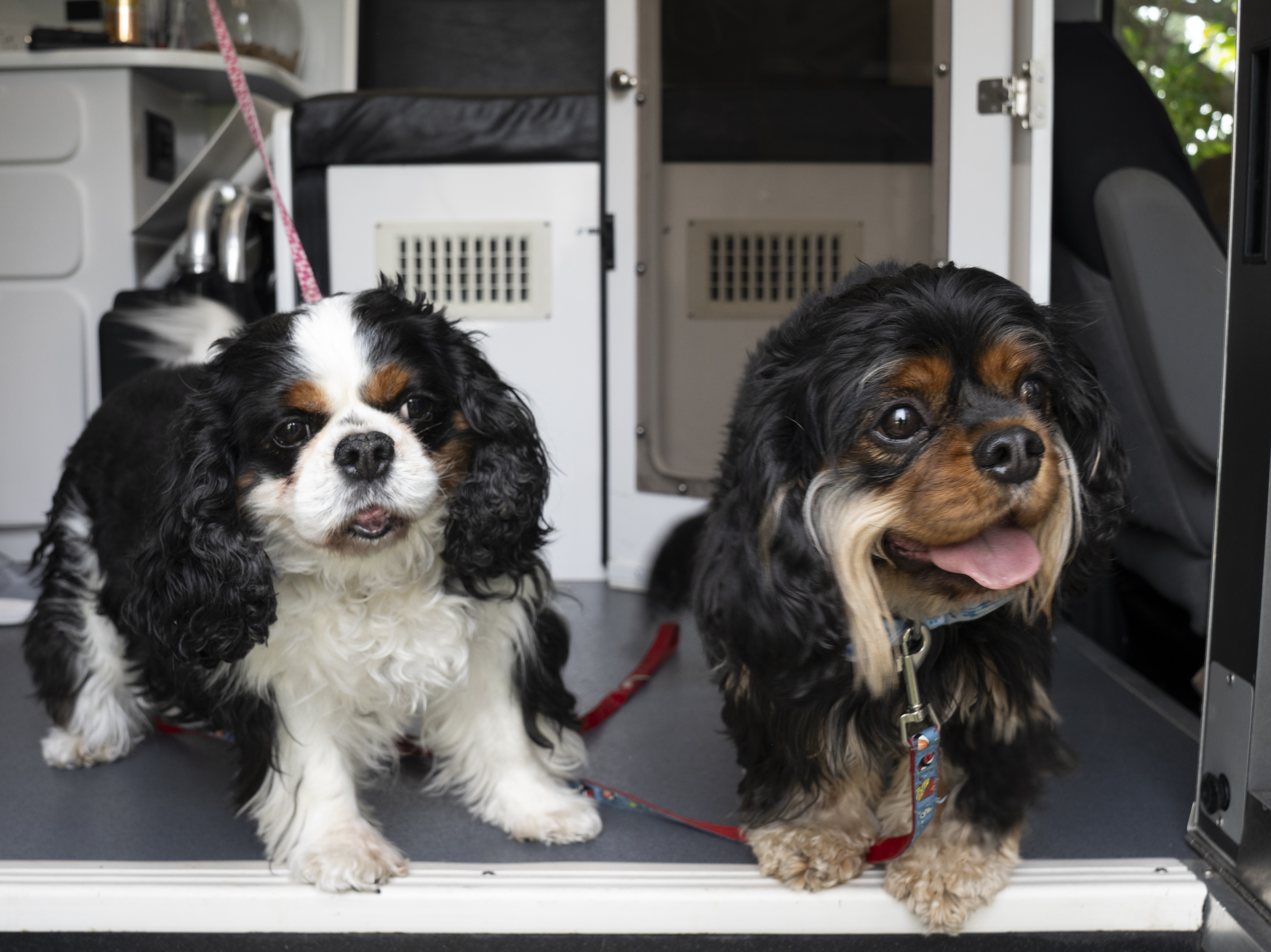 Two Cavalier King Charles Spaniels at the van doorway