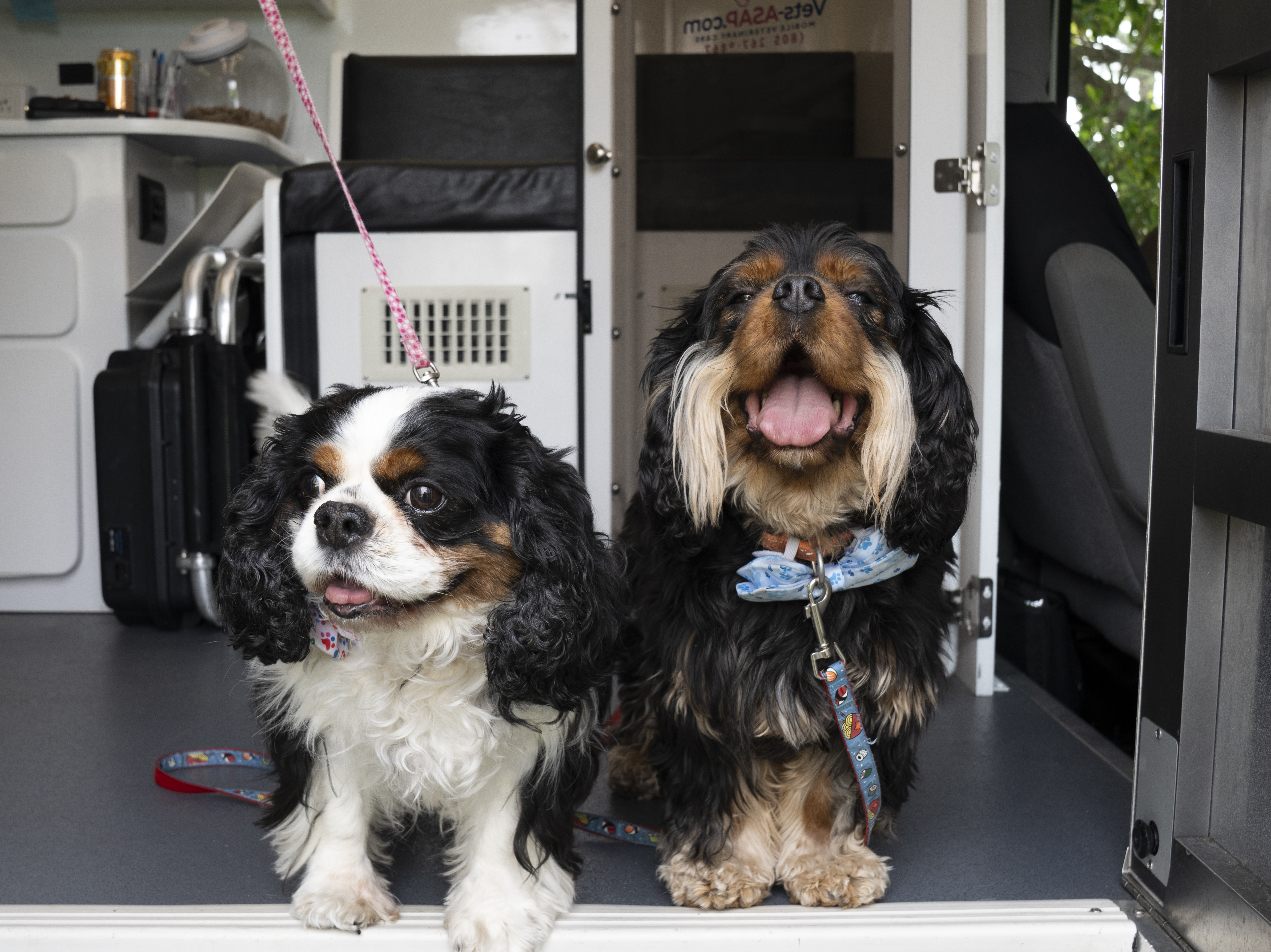 Two Cavaliers with the Vets ASAP sign