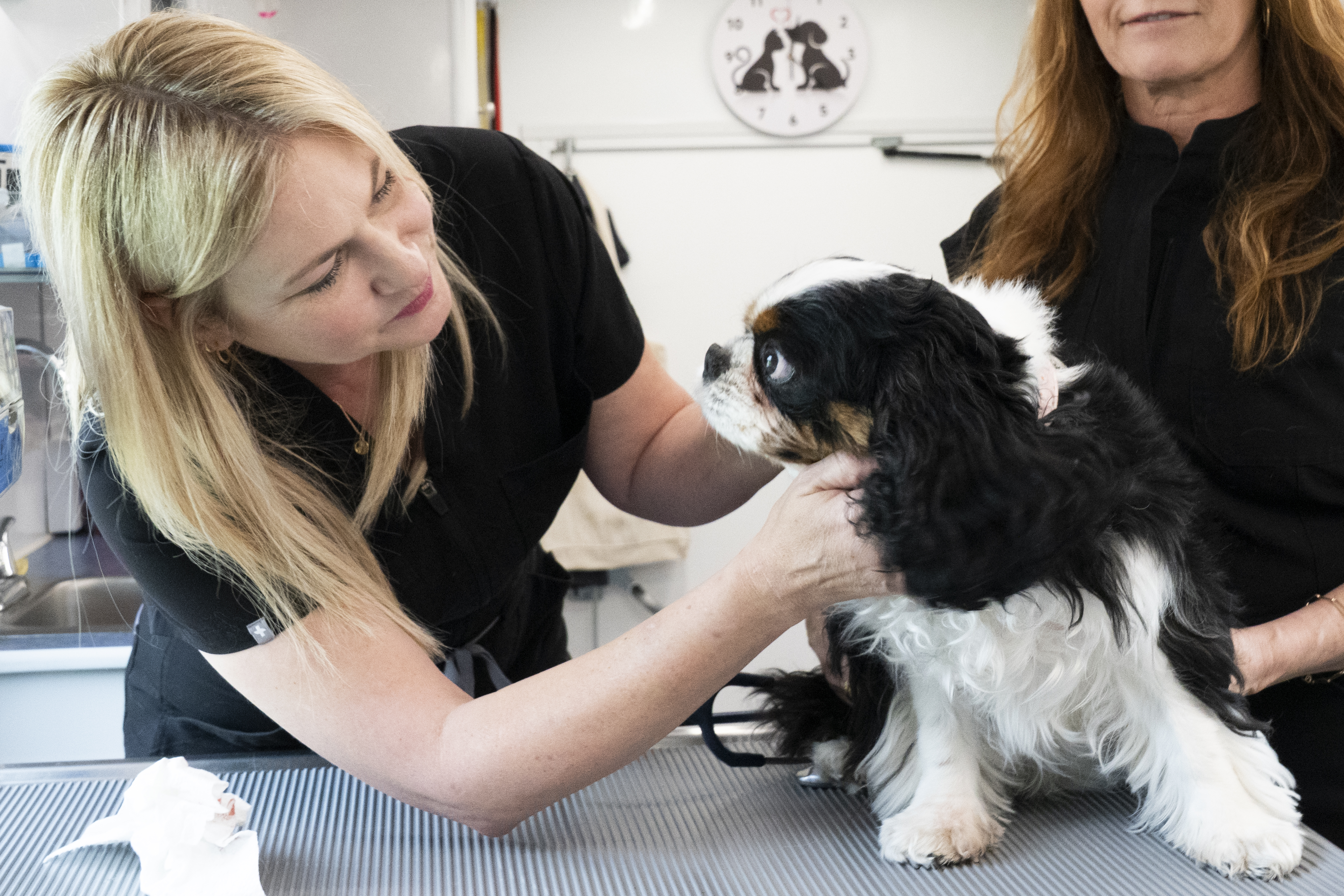 Dr. Caren face-to-face with a Cavalier during examination