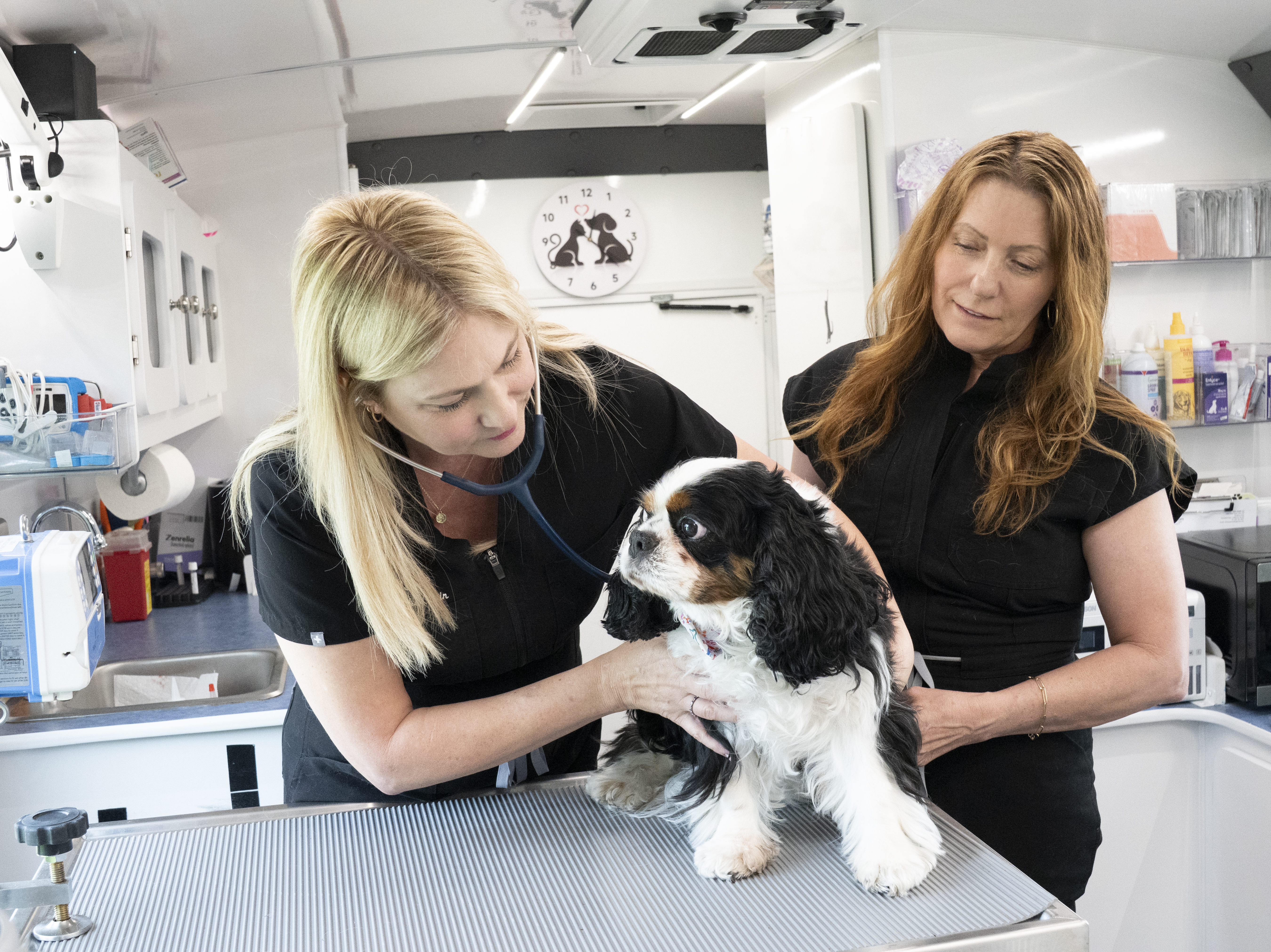 Dr. Caren using stethoscope on a Cavalier patient