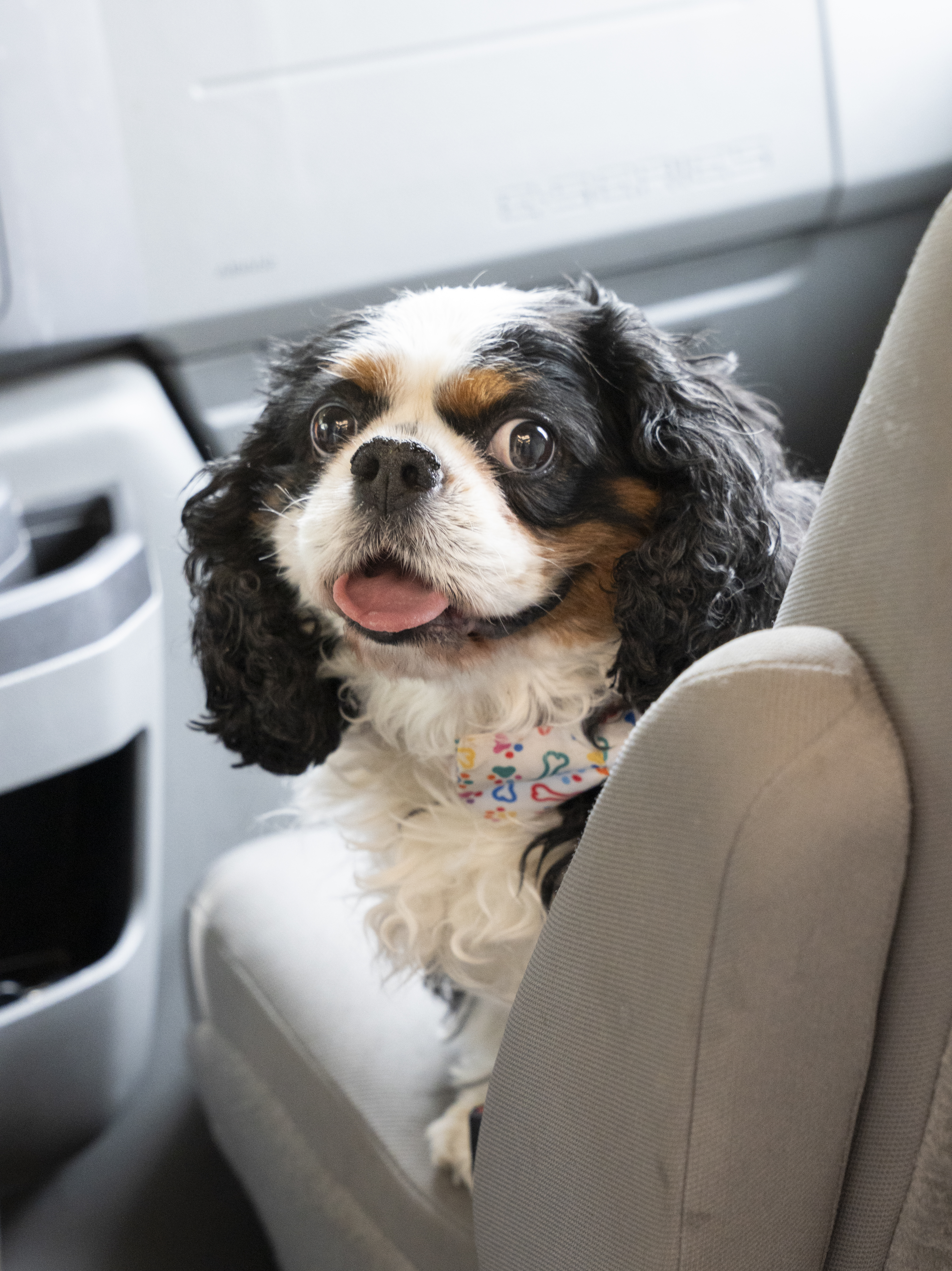 Cavalier King Charles Spaniel sitting in the van seat wearing a bandana